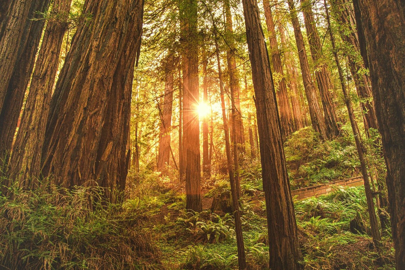 Sunlight streaming through tall redwood trees in a forest