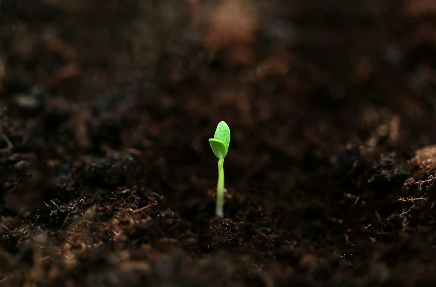 A single green seedling sprouting from dark soil
